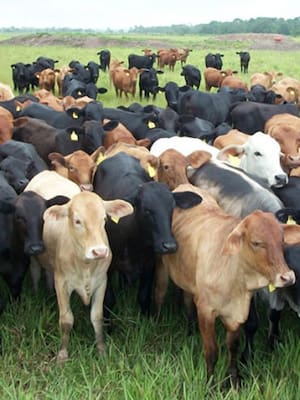 Ganadería colombiana: 500 años