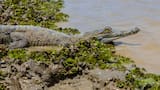 Colombia implementa un plan de emergencia para salvar al caimán llanero de la extinción