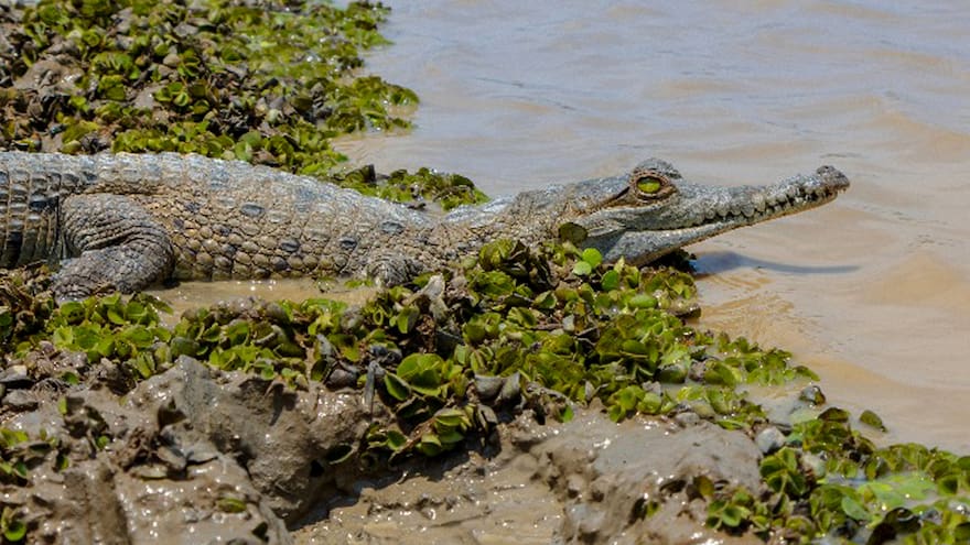 Denuncian la muerte de 15 caimanes llaneros por falta de alimento en centros de conservación de Meta