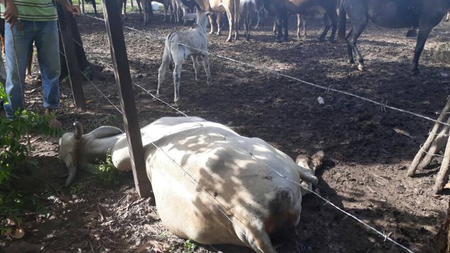 Alerta en el sur de Sucre por muerte de reses