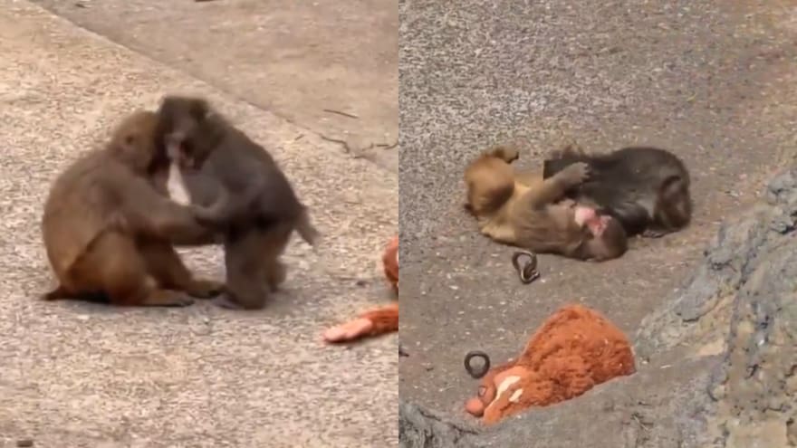 Momo-chan, la “novia” de Punch que lo hizo dejar su apego al peluche