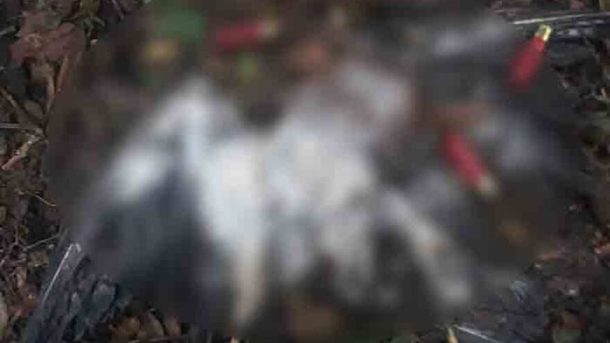 Águilas cuaresmeras fueron matadas por cazadores en Falan, Tolima