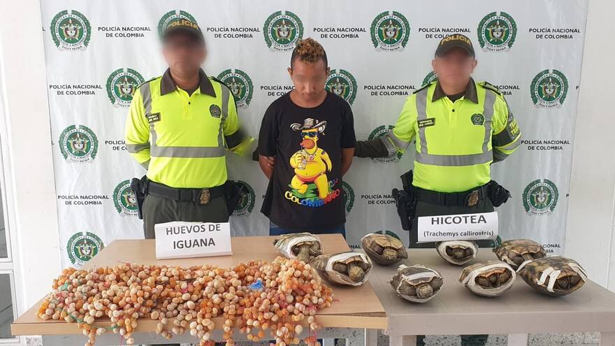 Sucre: Policía incauta hicoteas y huevos de iguana que iban para Montería