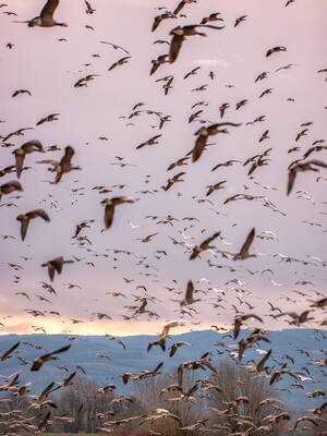 Aves que migran, radares que las detectan| Cristian Euscátegui