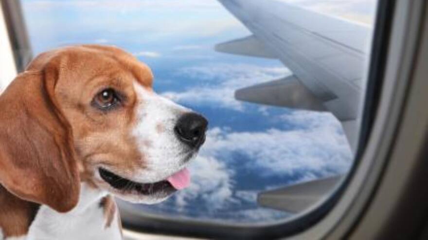 A partir del 1° de febrero así deberán viajar las mascotas en Avianca