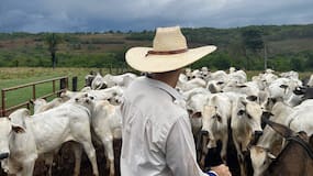 Ganaderos, afectados por la sequía, caída en valor de leche y alza de insumos
