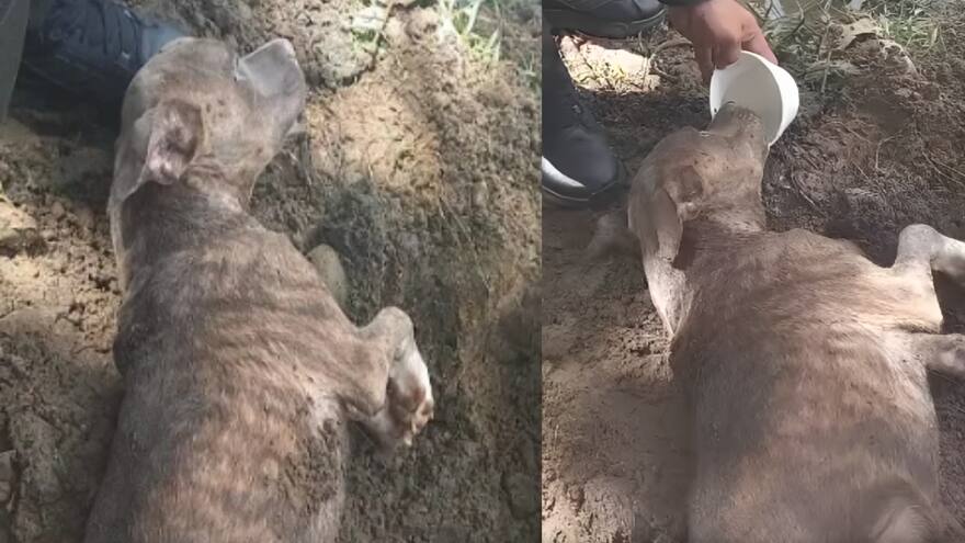 Rescatan a perro que fue enterrado vivo en Neiva, Huila