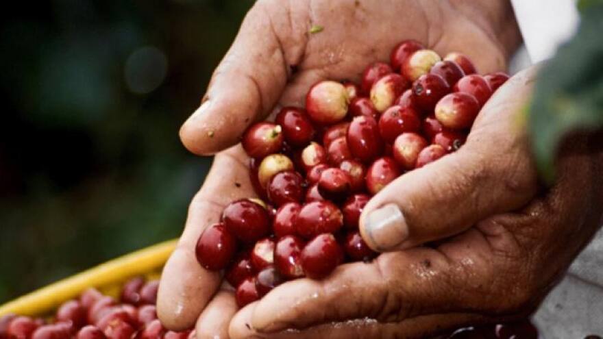 Buscan 13 mil recolectores de café en la Sierra Nevada de Santa Marta