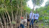 Córdoba aporta más del 50 % de la producción de yuca para el consumo del país