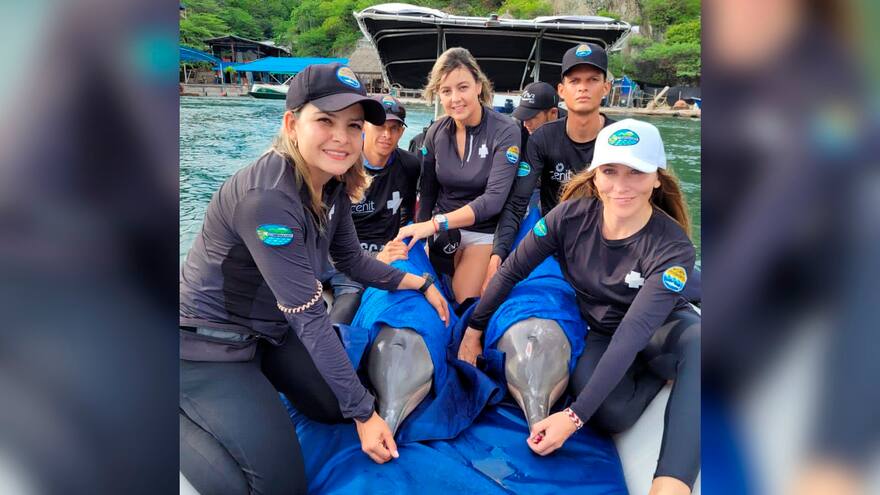 En El Rodadero liberaron dos delfines
