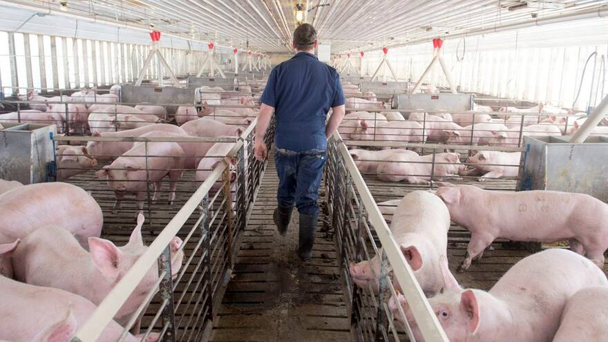 Peste porcina africana | Qué es la enfermedad que alarma a Europa