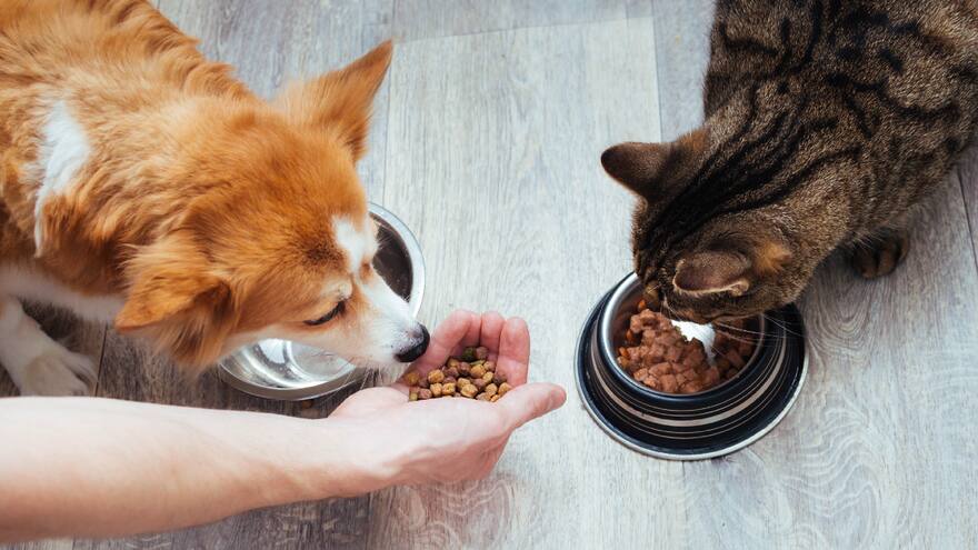 Claves para una dieta balanceada en perros y gatos