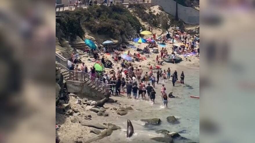 Leones marinos ahuyentan a varias personas de una playa en California