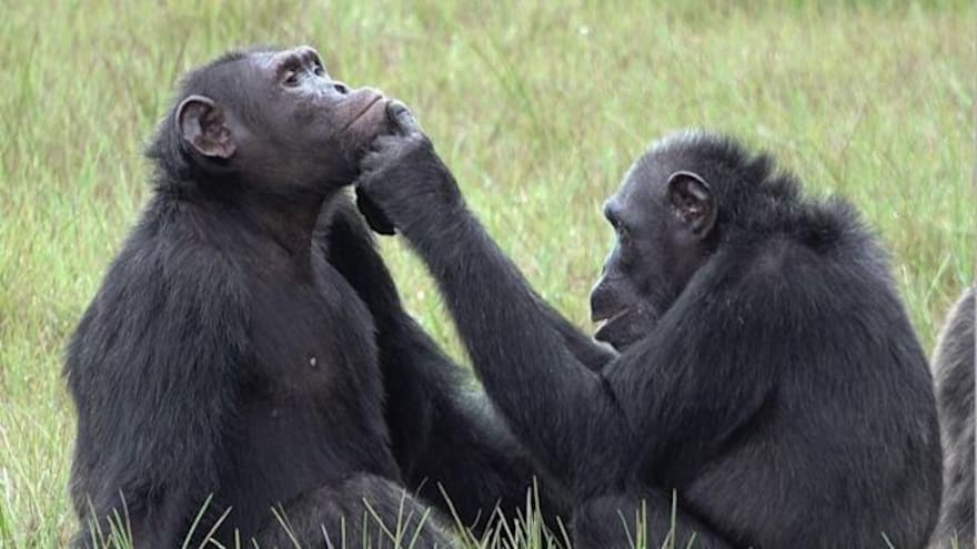 Los chimpancés, un caso potencial de medicación animal