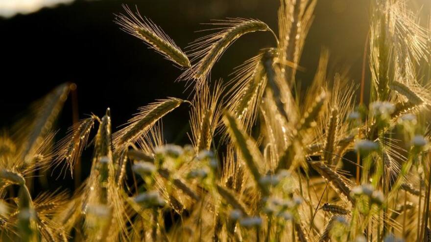 Implantan aranceles de 0 % en trigo y fertilizantes