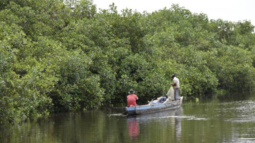 Detrimento en la recuperación de la Ciénaga Grande