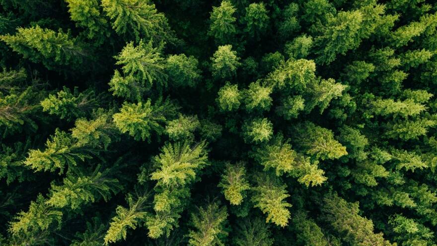 Tributaria frenará el desarrollo del sector forestal