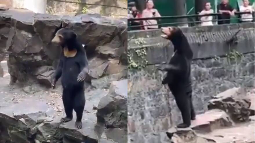 Desmienten que osos de zoológico en China sean personas disfrazadas