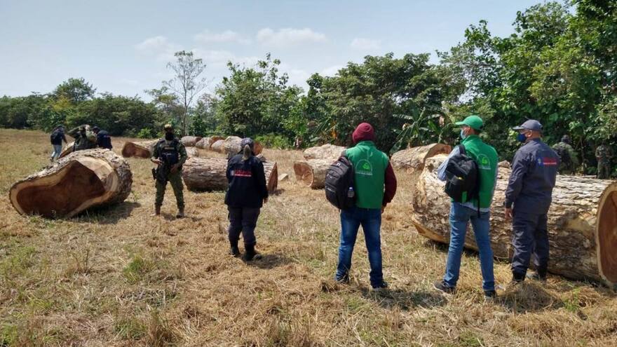 La tala indiscriminada en el sur de Sucre es una realidad