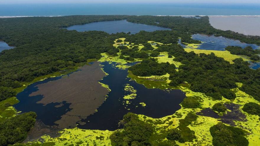 Armada incauta más de una tonelada de almejas sacadas del Parque Isla Salamanca