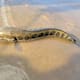 Alertan por el pez cabeza de serpiente, especie invasora que puede caminar en la tierra y respirar aire