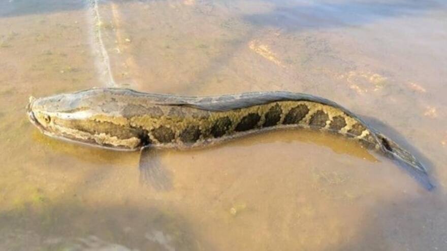 Alertan por el pez cabeza de serpiente, especie invasora que puede caminar en la tierra y respirar aire