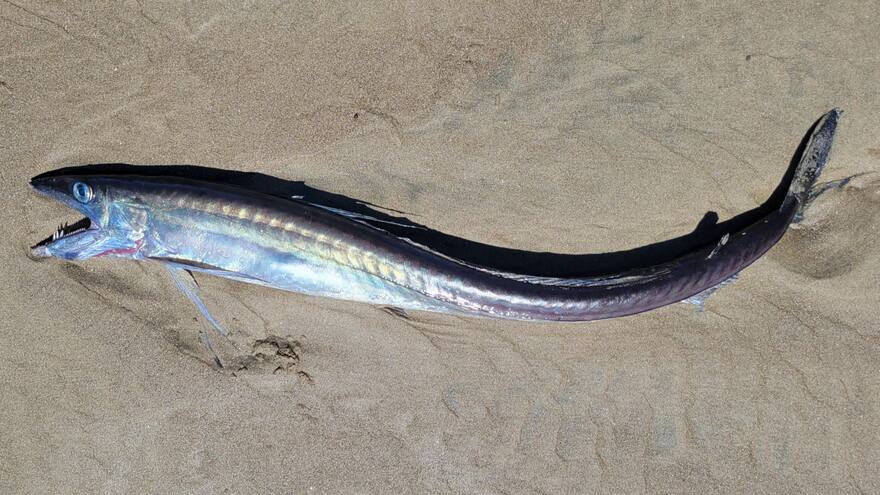 ¿Qué significan los peces con colmillos y sin escamas que están apareciendo en las costas? Los científicos están en alerta