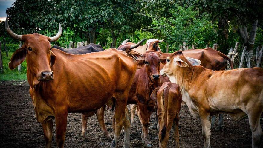 Enseñan a las vacas a ir al baño para reducir la contaminación por amoníaco
