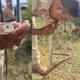 Policía salva la vida a serpiente intoxicada con respiración boca a boca