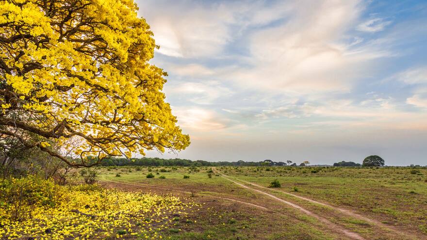 Con cañaguate, Aracataca se quiere vestir de amarillo