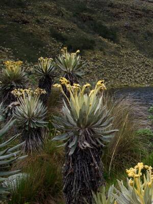 Conservar sí paga | Columna de Carlos Eduardo Correa