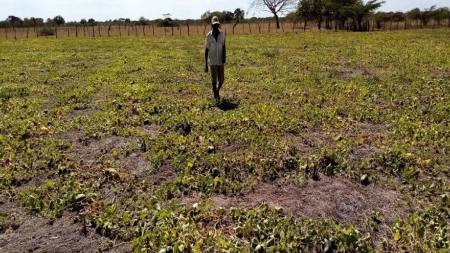 Sector agrícola en Campo de la Cruz corre peligro por incendios