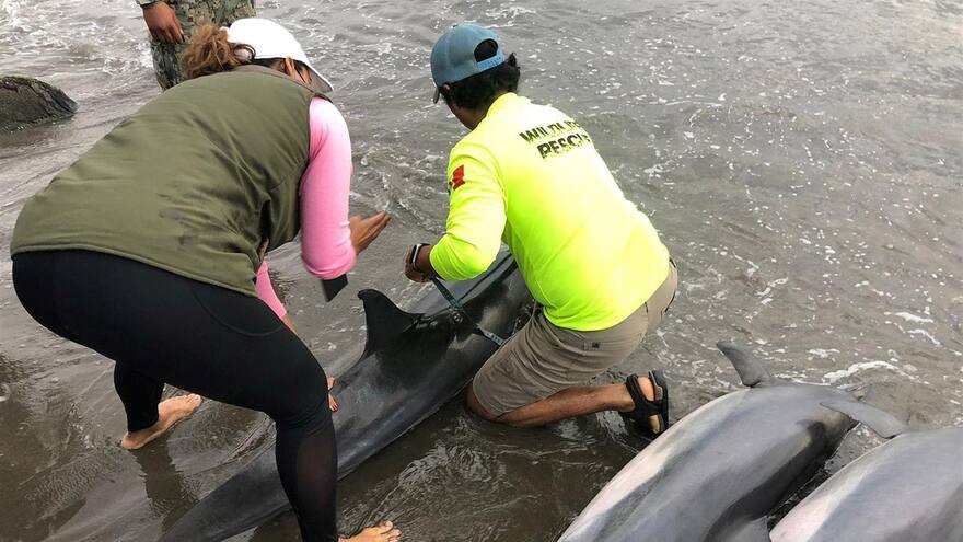Mueren tres de siete delfines varados en las costas mexicanas