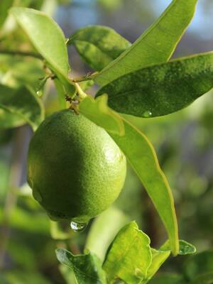 Turismo y agriondustria | Columna de Álvaro De La Espriella Arango