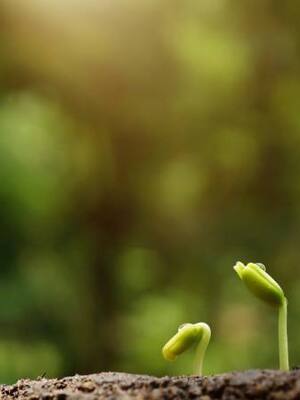 Florecer