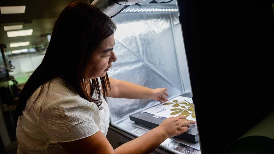 La flora del Caribe, a un clic