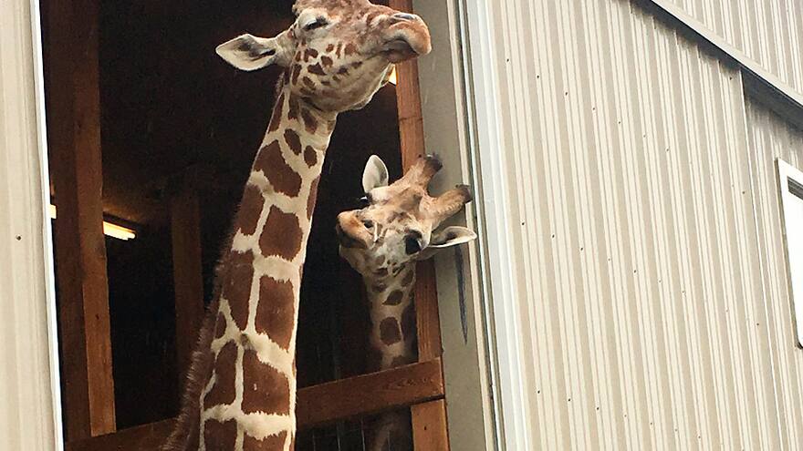 El embarazo de una jirafa desata la locura en las redes