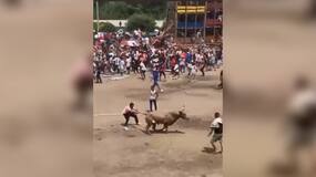 En Tolima: toro que hacía parte de las corralejas en El Espinal habría sido acuchillado en medio de la emergencia