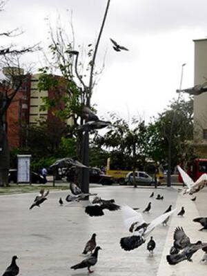 Barranquilla procera e inmortal | Columna de José Consuegra