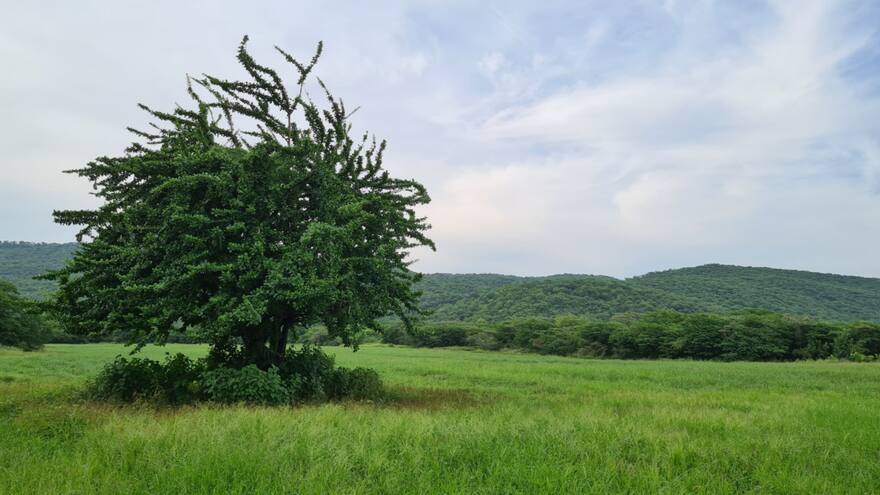 Registran la reserva privada de la sociedad civil más grande de La Guajira
