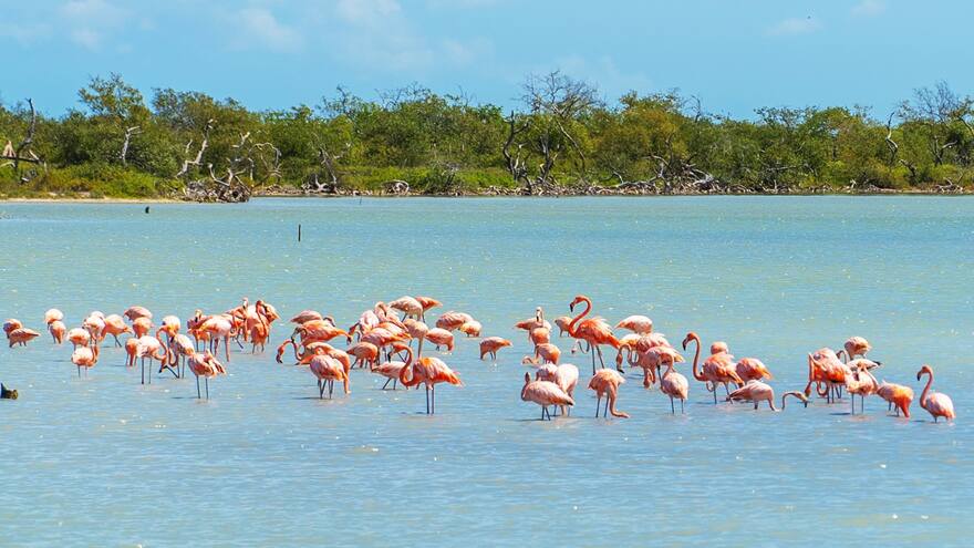 Liberan 18 flamencos rosados rescatados del tráfico de animales en La Guajira