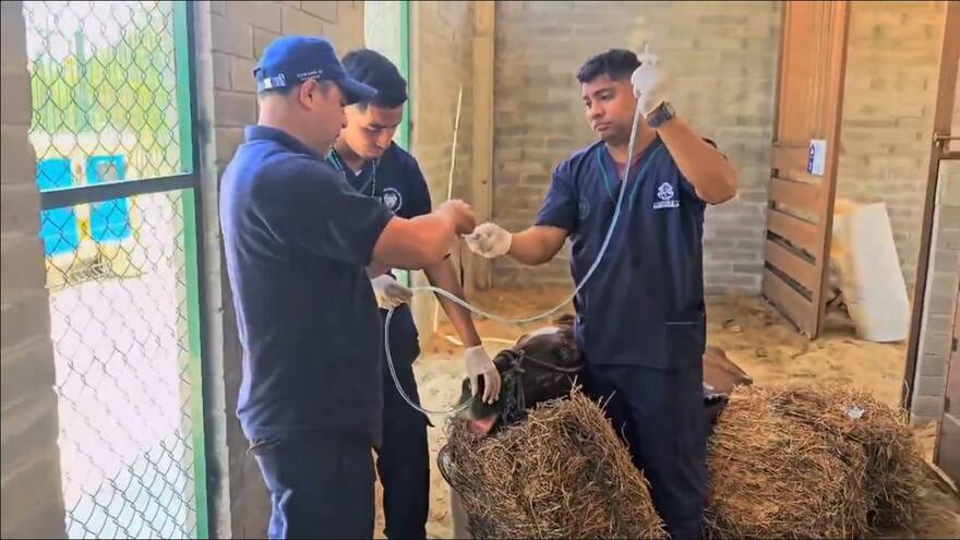 Rescatan a caballo lesionado en canalización de La Cordialidad