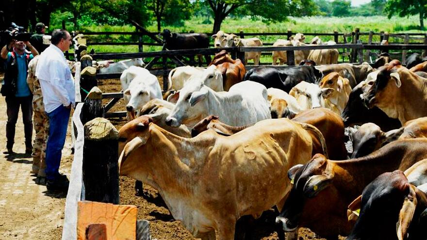 Ganaderos de La Guajira denuncian abusos de las autoridades en decomiso de ganado