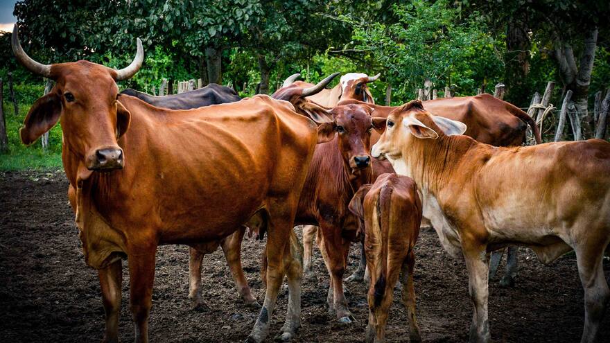Presidente de Asofricol rechaza reapertura de mataderos municipales; asegura que eso no garantiza la disminución del precio de la carne