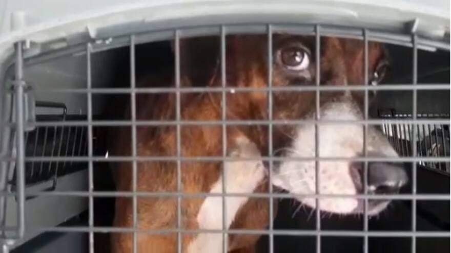 Rescatan dos perros en grave estado de desnutrición en Cartagena