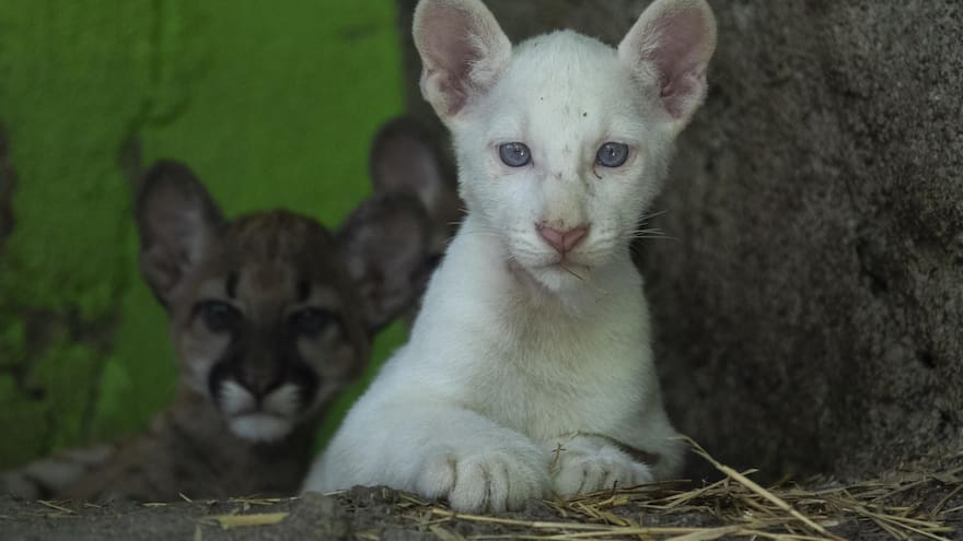 Videos y fotos de Itzae, el primer puma albino nacido en cautiverio en Nicaragua