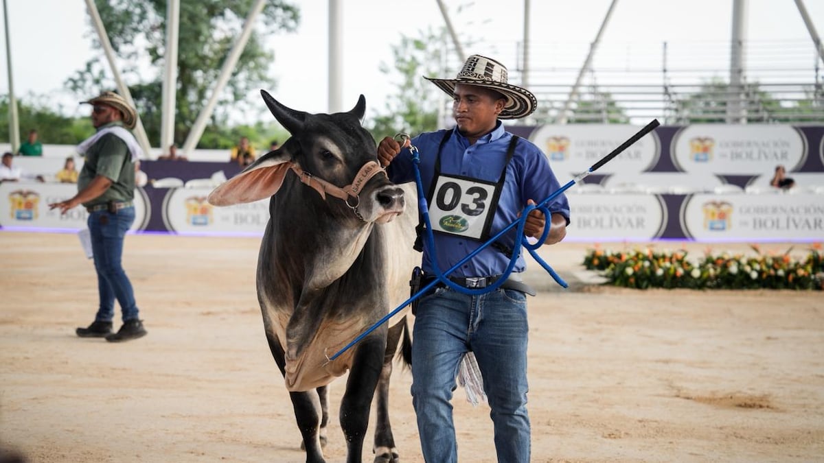 El campesinado bolivarense trasciende la violencia e impulsa el desarrollo económico