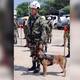 En La Guajira está Walter, canino del Ejército y hermano de Wilson