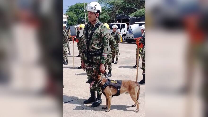 En La Guajira está Walter, canino del Ejército y hermano de Wilson