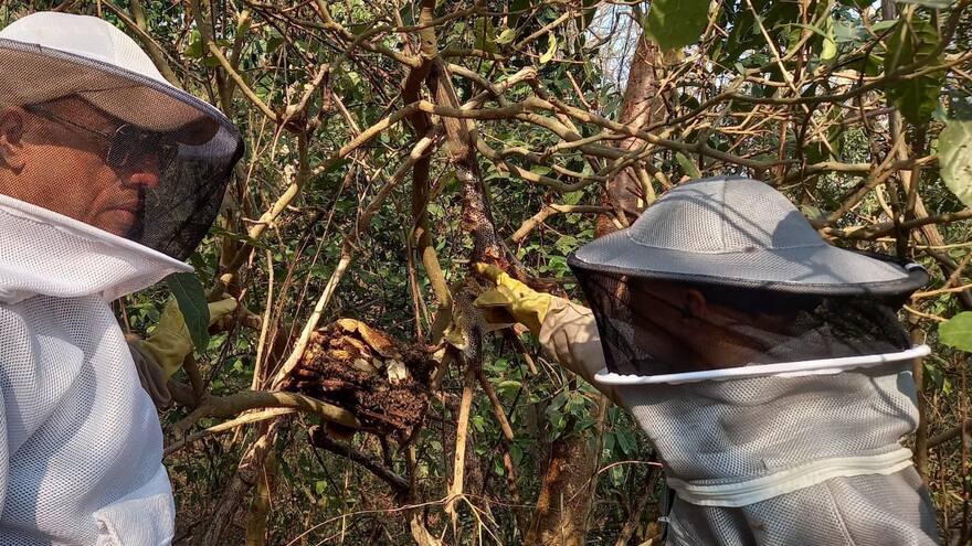 Video: Trasladan panal de abejas en el barrio Alto Bosque, en Cartagena